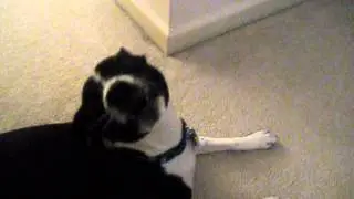 Basenji Singing