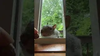 Hand feeding wild animals #squirrel #asmr #meal #cute