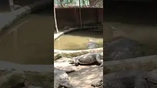 A day at Guindy National Park. #travel #india #tamilnadu #chennai #guindynationalpark #crocodile