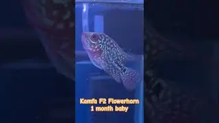 Kamfa F2 Flowerhorn Red base 1 month baby🐠🐠🐠