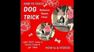 DOG Tricks FINAL BALANCE BEAM - Easy and FUN WAYS to Train trick skills and GET your Trick Title