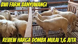 REVIEW HARGA DOMBA CROSS TEXEL DERE SAMPAI BUNTINGAN HARGA MULAI 1,6 JUTA DI BWI FARM BANYUWANGI