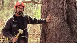 Sounding A Tree - Rutgers Hazard Tree ID Class Tip