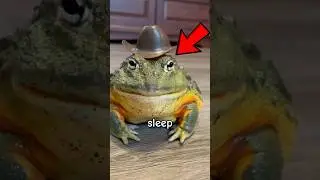 Top 3 Animals That Never Sleep! 😱🌙 (This Is Not A Joke!)