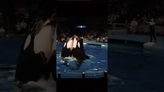 Jessica Attack Dolphin Orca Show 💔#jessicaradcliffe #orcaattack #jessica #orcashow