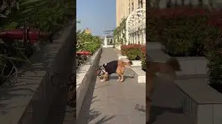 Retrieving&hellip;.🥎 #goldenretreivers #animalmemes #dogmemes #labrador #pets #funny #love #indian #golden