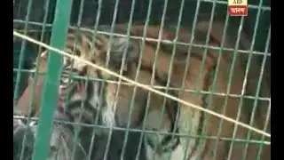 Tiger caged in at Kultali