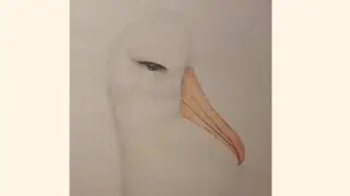 How to Draw Albatross step by step tutorial