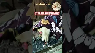 Save Indian dogs Dharma = Compassion. 🚩#sanatandharma #sanatan #jaishreeram #ram #dog #doglife