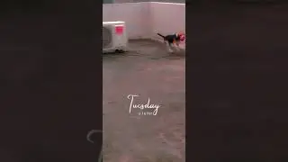 wazir patar| Begum| Sidhu moosewala| dog| cute| funny| beagle