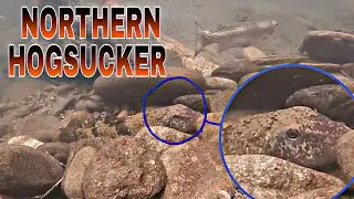 Another Giant Northern Hogsucker Fish Spotted