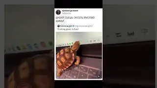 Дааа, давай! #memes #мемас #funny #мемы #фильм #животные #pets #turtles 🐢