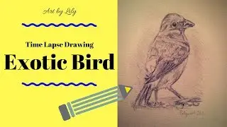 Bird ~ Time Lapse Drawing
