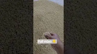 Mushroom seed making 🍄 👇👇👇 # mushroom #kaalan #tamil #tamilnadu #seeds #kerala #mushroomseeds