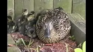 Duck Video AVI