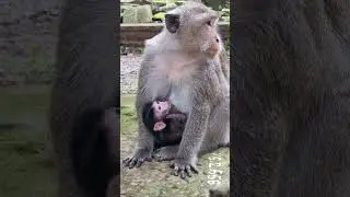 Baby monkey DAVI and mom DEE DEE so great care #shorts