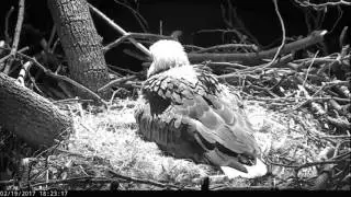 DC Eagle Cam - 2-19-17: The First Lady Lays An Egg!