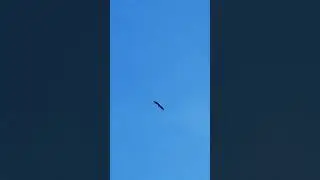 The American Eagle is in the house! #HemlockPark #BaldEagle #FreedomSymbol