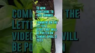 Alphabet of Heat COMPLETE Seed Set GIVEAWAY! Enter on 4/2/2023
