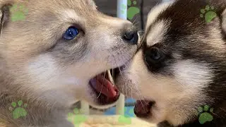 Alaskan Klee Kai: 4 Week old Mini Husky Puppies