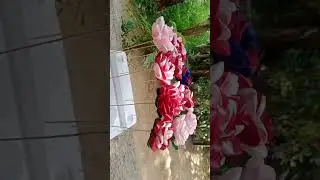 #satinroses