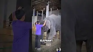 Incredible Elephant Lifts Caretaker with Perfect Trust! #shorts #short