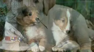 I NOSTRI AMICI CANI