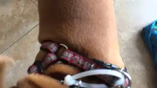 escape proof dog harness for 5 cents