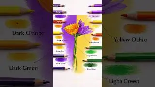 Two Colors, One Flower 🌼