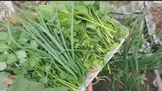 Harvesting and update of Mera Simple Garden // vegetables plants in winter season