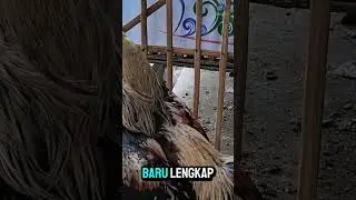 Postur Kepala Super Bagus! Ini Rahasia Di Balik Keindahan Ayam Wido