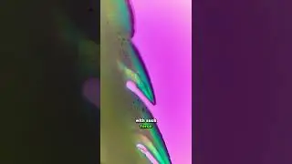Вот почему скат может вас убить
