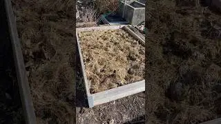 КАРТОФЕЛЬНАЯ ВЫСОКАЯ ГРЯДКА!🥔🥔🥔ВЫРАЩИВАНИЕ В ОРГАНИКЕ!🍁🍂🪵