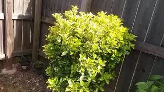 golden euonymus