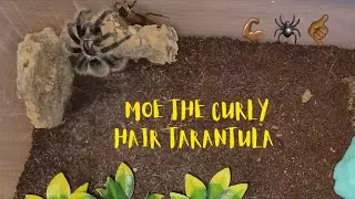 Tarantula Takes Down Large Discoid Roach