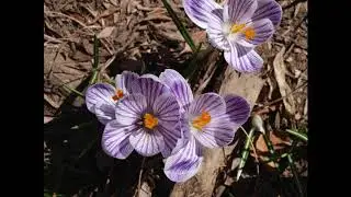 Alma Redemptoris  Op. 15 (organ) by Mark D. Falcone