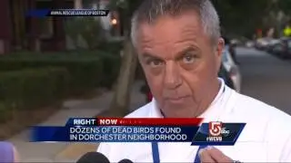 Dead birds fall from the sky in Dorchester