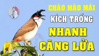 Ch&agrave;o m&agrave;o m&aacute;i h&oacute;t k&iacute;ch trống#chaomaomai CH&Agrave;O M&Agrave;O M&Aacute;I VIDEO 4K512