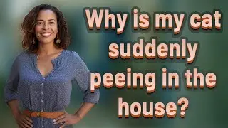 Why is my cat suddenly peeing in the house?