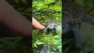Are TURTLES INTELLIGENT? 😱🐢 (you&rsquo;ll be surprised)