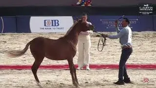N 2 Ghazala ENJ   The Egyptian Event Cairo 2024   Class 1 SE Yearling Fillies Class 1