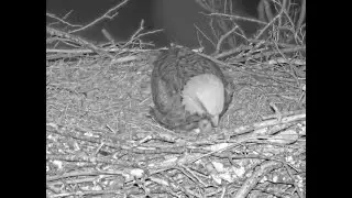Baby Eaglet E5 - Snuggles & Cuddles - Good Night Mommy - March 21, 2021 - NCTC Bald Eagles