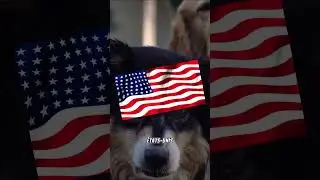 Le Saviez Vous ❓➖ Le Berger Australien 🐶 !