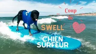 Swell, le CHIEN surfeur