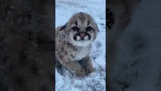 Baby mountain lion feeling so cold 🥺 #shorts #2021