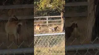 Pixel 7 Pro vs Galaxy S22 Ultra Zoom Comparison