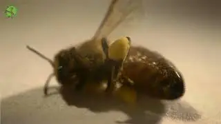 Habitat Destruction