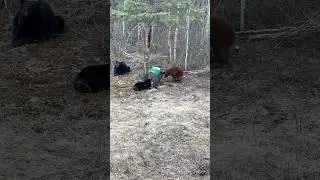 Huge Sow with Two Cubs at the Bait Barrel #hunting #bearhunting #blackbear #outdoors #bear