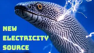 Watt's Up With Electric Eels? A Shocking Power Source!
