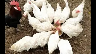 #ЭКОНОМИМ НА #КОРМЛЕНИИ #КУР🐔 #ФЕРМЕНТАЦИЯ #ЗЕРНА👌#КУРЫ🐔🐔 СКАЖУТ ВАМ СПАСИБО!!!